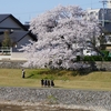 春爛漫「犀川緑地」