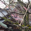 街をあるけば「尾山神社の中咲き梅」