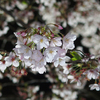 【写真】　水戸の夜桜を見てきました