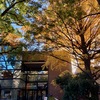 紅葉の大隈庭園を眺めながら学食ランチ