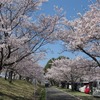 2022.4.9  栃木ゆうゆうパークの桜並木