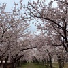 3758 雪桜と地震