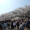 上野公園　お花見　2018