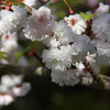 気多白菊桜（前編）