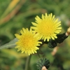 道端の小さな花壇