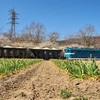 続・秩父鉄道で花とデキ撮影