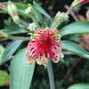 (159) Alstroemeria psittacina