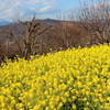 神奈川・二宮の吾妻山で見頃になった菜の花を観賞してきました。