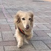 犬との暮らし方教室。