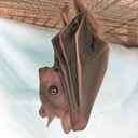 ルーセットオオコウモリの飼育　情報収集ノート