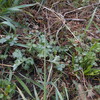 Mugwort and its companions (Tarragon and Wormwood)