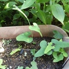 オオバウマノスズクサの新芽・ジャコウアゲハの幼虫