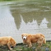 田植えの終わった水田が 気持ち良いゴールデンレトリバー