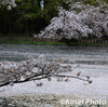 井之頭公園