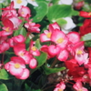 12月1日誕生日の花と花言葉歌句