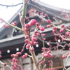 大阪天満宮と梅　そして素敵な喫茶店
