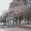 隣駅の 枝垂れ桜 ＆ 水仙♪