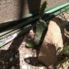 果てしない生命力🌵