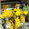 北山緑化植物園｜可愛らしい黄色い花「ミモザ」と「ミツマタ」が咲いてます