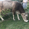 放牧中の牛が庭に乱入🐄 焚き火を楽しむ初夏の夜。