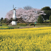 ４０．風車と桜と菜の花と