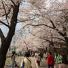 桜、飲み、ウイスキー感動