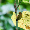 Krung Ching のマレーミツユビコゲラ(Rufous Piculet)