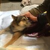 老犬看取り之記(4)