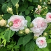 四季の香ローズガーデンにて〈230429〉At Rose Garden, the fragrance of the four seasons