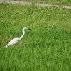 水田のチュウダイサギ