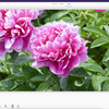 部分的にピントを合わせる方法【Photoshop Elements】
