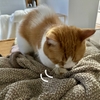 愛猫は（ご飯以外の）時間に縛られない！