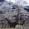 日本　日本三大桜の一つ　淡墨桜 （うすずみざくら）