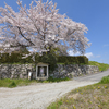 お地蔵さんの桜