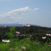 コスモス畑で～神戸総合運動公園～