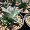 Agave pygmaea 'Doragon tose' ピグマエア　ドラゴントゥース