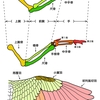 人の腕は鳥の羽。進化論でエクササイズ分析。