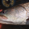 リールの人工的な艶や輝きは、魚に似合わない。