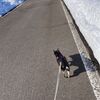 小犬ちゃんもようやく「秋田チワワ」らしくなってきた。２月だけど早くも普通に散歩しているぜぃ！