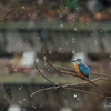 雪の日の東京 野川、雪の中で過ごす野鳥たちの様子を覗いてきた