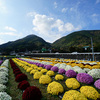 神奈川県南足柄市　　矢倉沢地区　ざる菊　栗原菊園