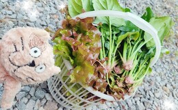 記事を見る