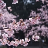 河津桜