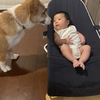 2匹の愛犬と私の歴史