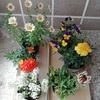 先週買った花苗６株植付