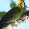 Lesser Yelｌownape ヒメアオゲラ　(北インドの鳥その1)