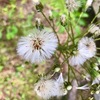 蕗のとうの綿毛