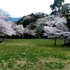 3/31錦織公園の桜、山ツツジも咲いていました