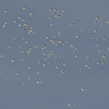 佐賀の干潟で鳥を見た（２０１９　１２２８）その１。
