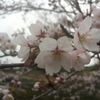 春だ、桜だ